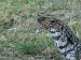 5-Parque el palmar-lezard overo